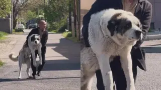 “Кішкентай күшік“. Желідегі “алып“ алабайдың видеосы қазақстандықтарды сүйсіндірді