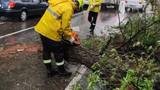 Алматы орталығында үлкен ағаш құлап, жолды жауып қалды