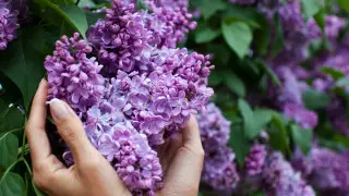 8,7 миллион теңгеге дейін айыппұл: қазақстандықтарға сирень жұлғаны үшін жаза қолданылатыны ескертілді