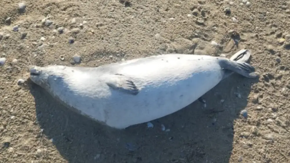 Число найденных мёртвых тюленей на побережье Каспия резко выросло