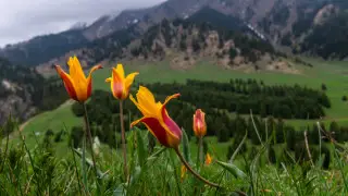 +25 градус жылы, жаңбыр және үсік: 20 сәуірде Қазақстанда ауа райы қандай болады?