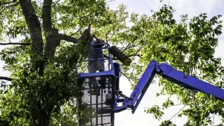 Алматыда ағаштардың биіктігін 7 метрге дейін шектеу ұсынылды