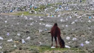 “Бұл жасанды интеллект деп айтыңыздаршы“: Маңғыстауда қоқыс шашылған жазық дала видеоға түсіп қалды