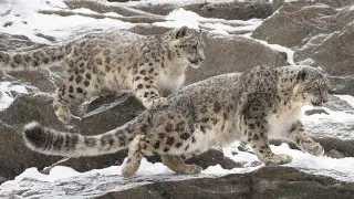 Барыстар, жолбарыстар және миллиардтаған ағаштар: Президент Қазақстанның табысты тәжірибесін бөлісті