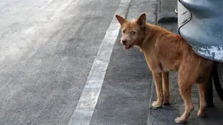 Қоғамның арасына сына қақпауға тиіс — Тоқаев қаңғыбас иттерге қамқорлық туралы айтты