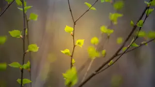 Күн күркірейді, бұршақ жауады және 30 градус ыстық: 26 сәуірде ауа райы қандай болады?