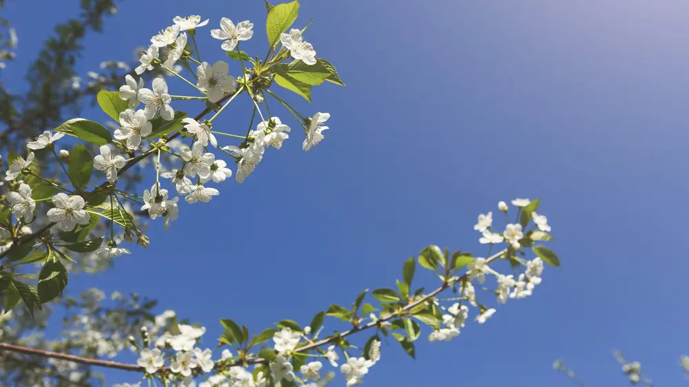 32 градус ыстық, жаңбыр: 29 сәуірде Қазақстанда ауа райы қандай болады?