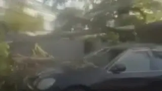 Алматыда ағаш көліктің үстіне құлап, электр желілерін зақымдады