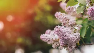 Қазақстанда күн ыстық болады, кей жерлерде найзағай ойнайды: 17 мамырға арналған болжам