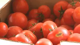 Түркістан облысында фермерлер шетелдік қызанақтарға байланысты өзін банкрот деп жариялауға дайын