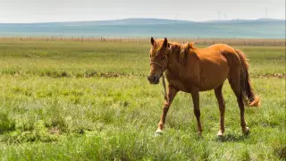 Президент әлем тарихына түбегейлі жаңа сипат берген Қазақстандағы оқиғаны атады