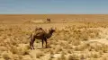 Қазақстан бақылау тарихындағы ең ыстық жылды бастан өткерді