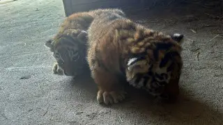 Қарағанды хайуанаттар бағында амур жолбарыстары дүниеге келді