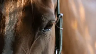 Ақмола облысында көкпар кезінде аттан құлаған жасөспірім көз жұмды