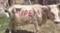Желіде бүйіріне “өлтірем“ деп жазылған сиырдың видеосы талқыланып жатыр