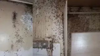 Қорқынышты фильмдегідей: Ақтауда жәндік қаптаған пәтер видеоға түсірілді