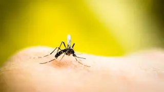 Безгек пен басқа да қауіпті аурулар: қазақстандықтарға масаның қаупі ескертілді