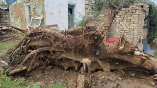 Бұршақ және дауыл: Ақтөбе табиғаттың тосын мінезінен кейін қалпына келтіріліп жатыр