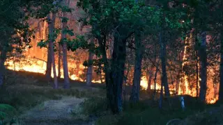 Париж іргесінде жүздеген гектар тарихи орман өртенді: билік қасақана өрт қойылуы мүмкін деп күдіктенеді