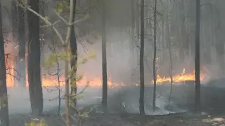 “Семей орманындағы“ өрт: қазіргі уақытта не белгілі?