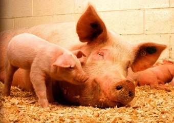 Свиной грипп поставил под угрозу производство свинины в США