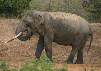 В Кении задержали контрабандистов с 700 килограммами слоновьих бивней