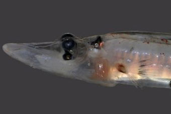 Ученые начали изучение видящей при свете и в темноте рыбы
