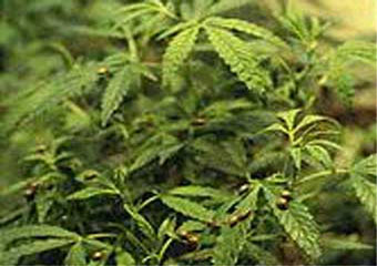 В Караганде обнаружили 298 килограмм марихуаны