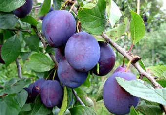 Ученые назвали сливы супер-пищей