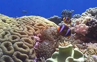 Углекислый газ пагубно влияет на обитателей океана