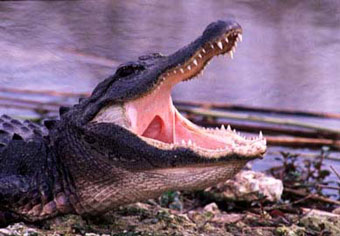 В животе у крокодила обнаружили останки мальчика