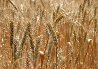 Казахстан купит зерно на 75 миллионов долларов