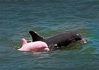 Розового дельфина обнаружили в озере штата Луизиана