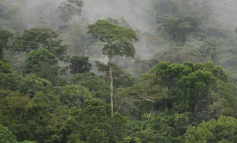 Потепление климата на два градуса уничтожит 40 процентов лесов Амазонки