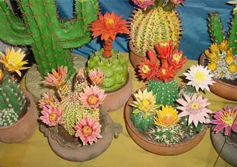 Жительница Алматы собрала пять тысяч кактусов