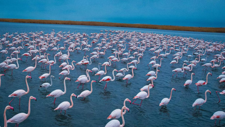 Экологи Мангистау рассказали о причинах гибели фламинго