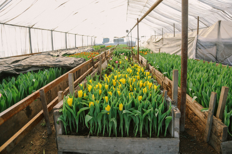 Выращивание тюльпанов в домашних условиях на продажу. Тюльпан Династия фото и описание.